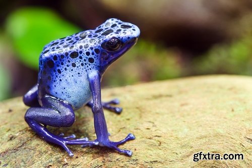 Collection of poisonous toad frog color colorful amphibian skin 25 HQ Jpeg