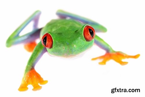 Collection of poisonous toad frog color colorful amphibian skin 25 HQ Jpeg