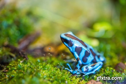 Collection of poisonous toad frog color colorful amphibian skin 25 HQ Jpeg