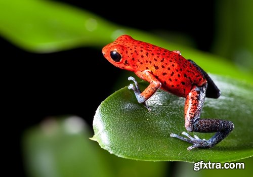 Collection of poisonous toad frog color colorful amphibian skin 25 HQ Jpeg