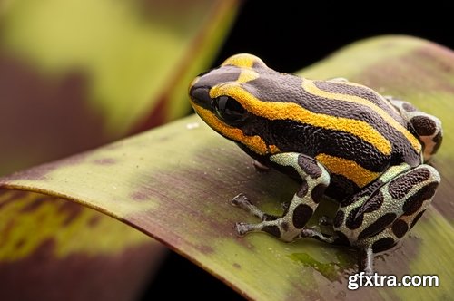 Collection of poisonous toad frog color colorful amphibian skin 25 HQ Jpeg