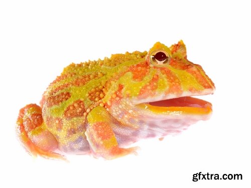 Collection of poisonous toad frog color colorful amphibian skin 25 HQ Jpeg