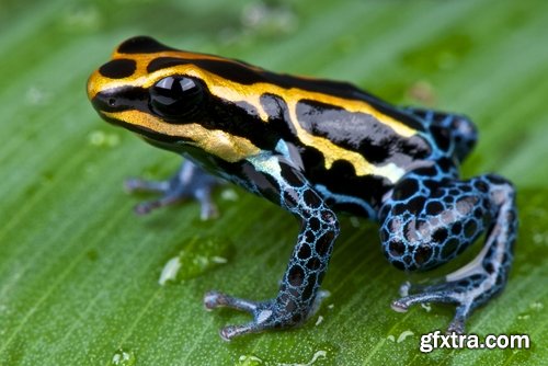 Collection of poisonous toad frog color colorful amphibian skin 25 HQ Jpeg