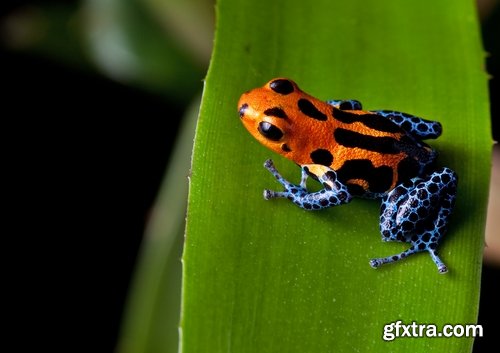 Collection of poisonous toad frog color colorful amphibian skin 25 HQ Jpeg