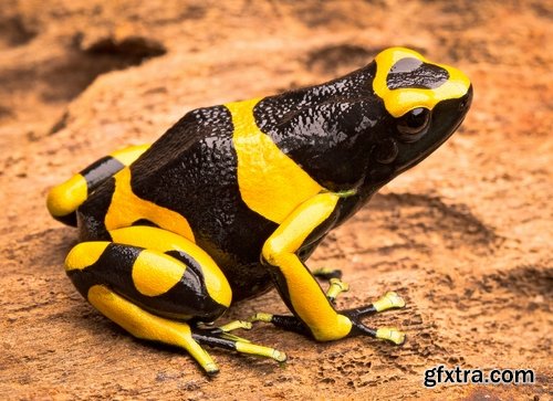 Collection of poisonous toad frog color colorful amphibian skin 25 HQ Jpeg