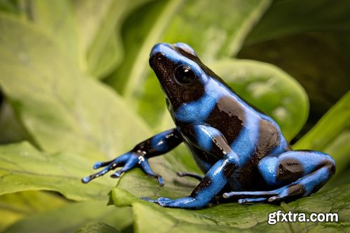 Collection of poisonous toad frog color colorful amphibian skin 25 HQ Jpeg