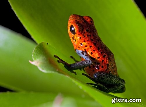 Collection of poisonous toad frog color colorful amphibian skin 25 HQ Jpeg