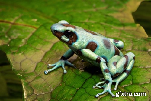 Collection of poisonous toad frog color colorful amphibian skin 25 HQ Jpeg