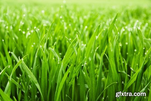 Collection of water drop on the grass and green leaves sprout 25 HQ Jpeg