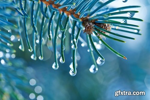 Collection of water drop on the grass and green leaves sprout 25 HQ Jpeg