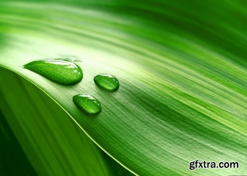 Collection of water drop on the grass and green leaves sprout 25 HQ Jpeg