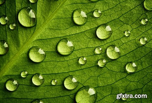 Collection of water drop on the grass and green leaves sprout 25 HQ Jpeg