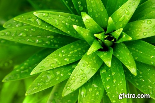 Collection of water drop on the grass and green leaves sprout 25 HQ Jpeg