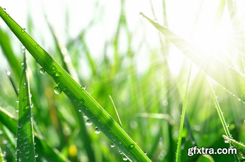 Collection of water drop on the grass and green leaves sprout 25 HQ Jpeg