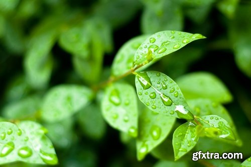 Collection of water drop on the grass and green leaves sprout 25 HQ Jpeg