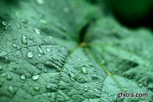 Collection of water drop on the grass and green leaves sprout 25 HQ Jpeg