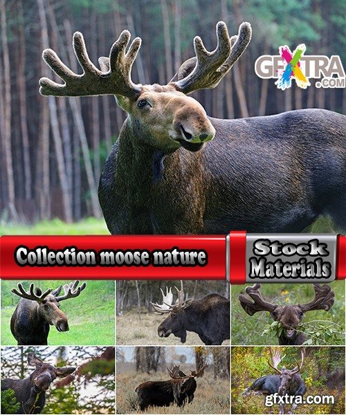 Collection moose nature landscape forest field 25 HQ Jpeg