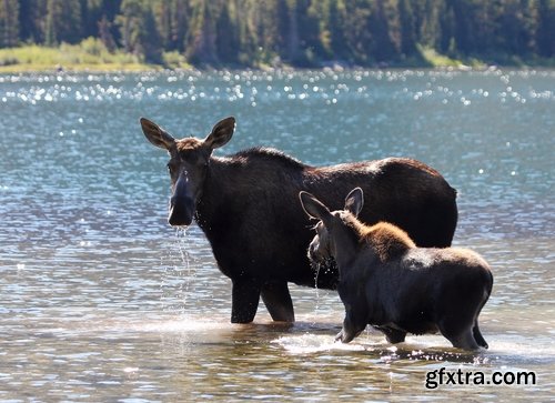 Collection moose nature landscape forest field 25 HQ Jpeg