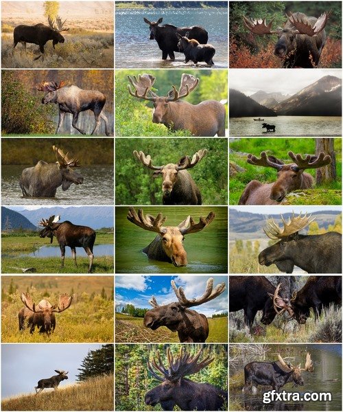 Collection moose nature landscape forest field 25 HQ Jpeg