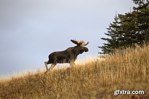 Collection moose nature landscape forest field 25 HQ Jpeg