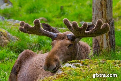 Collection moose nature landscape forest field 25 HQ Jpeg