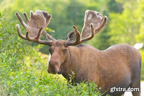 Collection moose nature landscape forest field 25 HQ Jpeg