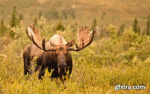 Collection moose nature landscape forest field 25 HQ Jpeg