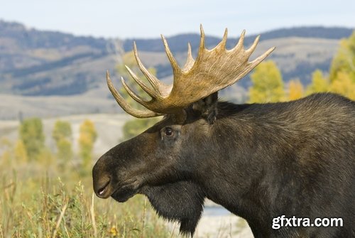 Collection moose nature landscape forest field 25 HQ Jpeg