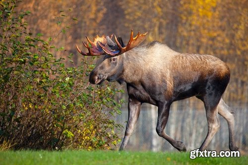 Collection moose nature landscape forest field 25 HQ Jpeg