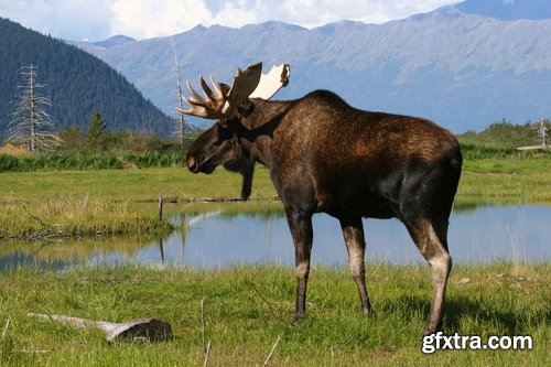 Collection moose nature landscape forest field 25 HQ Jpeg