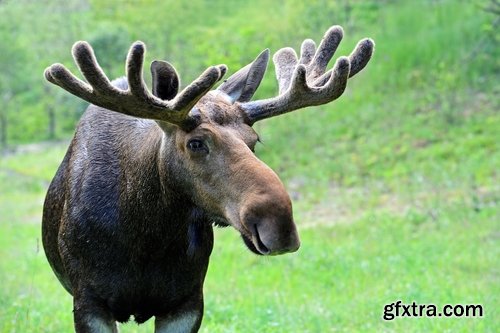 Collection moose nature landscape forest field 25 HQ Jpeg