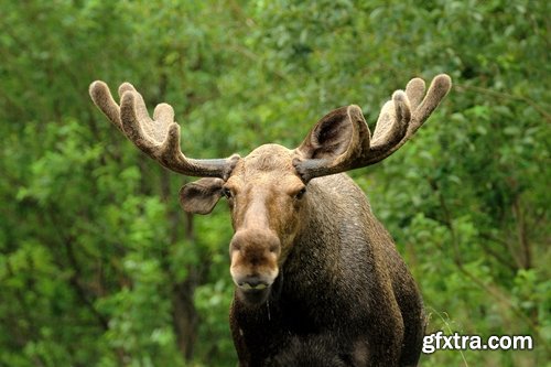 Collection moose nature landscape forest field 25 HQ Jpeg