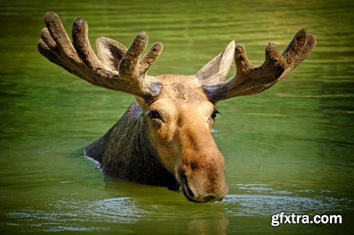 Collection moose nature landscape forest field 25 HQ Jpeg