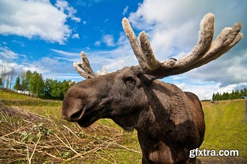 Collection moose nature landscape forest field 25 HQ Jpeg