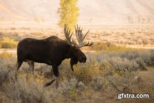 Collection moose nature landscape forest field 25 HQ Jpeg