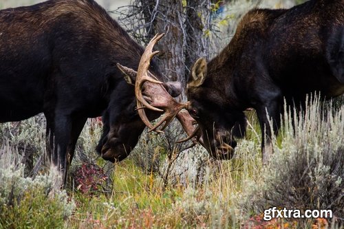 Collection moose nature landscape forest field 25 HQ Jpeg