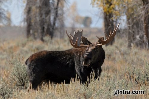 Collection moose nature landscape forest field 25 HQ Jpeg