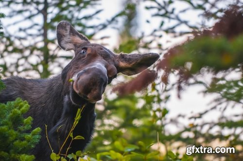 Collection moose nature landscape forest field 25 HQ Jpeg