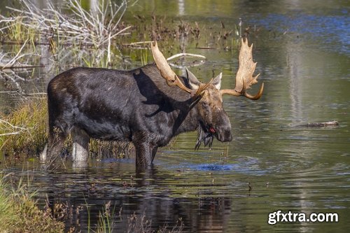 Collection moose nature landscape forest field 25 HQ Jpeg