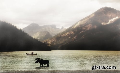 Collection moose nature landscape forest field 25 HQ Jpeg