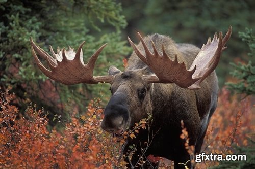 Collection moose nature landscape forest field 25 HQ Jpeg