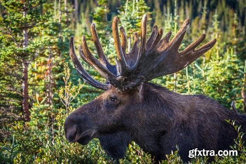 Collection moose nature landscape forest field 25 HQ Jpeg