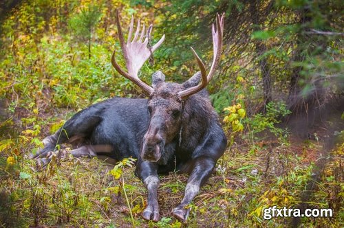 Collection moose nature landscape forest field 25 HQ Jpeg