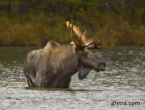 Collection moose nature landscape forest field 25 HQ Jpeg