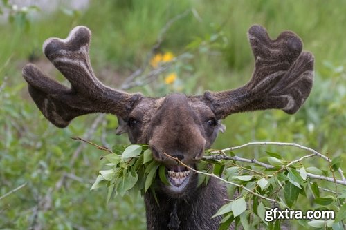 Collection moose nature landscape forest field 25 HQ Jpeg