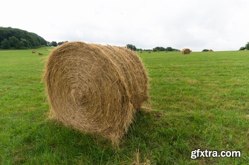 Collection of straw haystack pile of mown field of wheat 25 HQ Jpeg