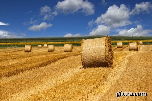 Collection of straw haystack pile of mown field of wheat 25 HQ Jpeg