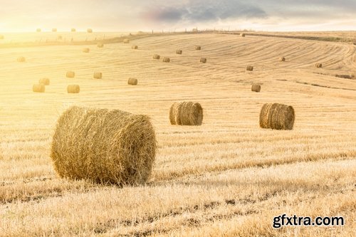 Collection of straw haystack pile of mown field of wheat 25 HQ Jpeg