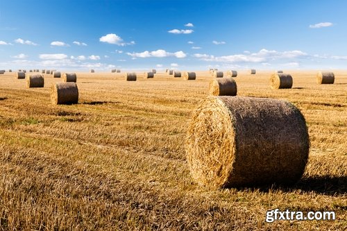 Collection of straw haystack pile of mown field of wheat 25 HQ Jpeg