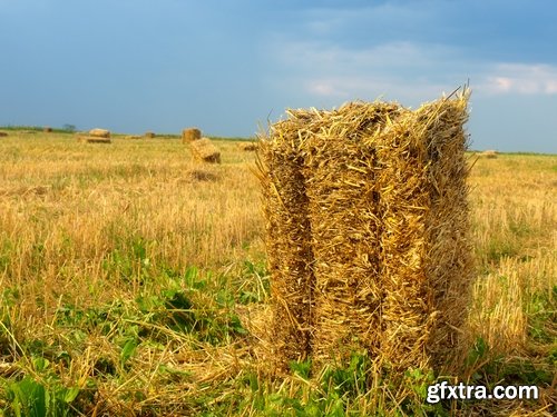 Collection of straw haystack pile of mown field of wheat 25 HQ Jpeg